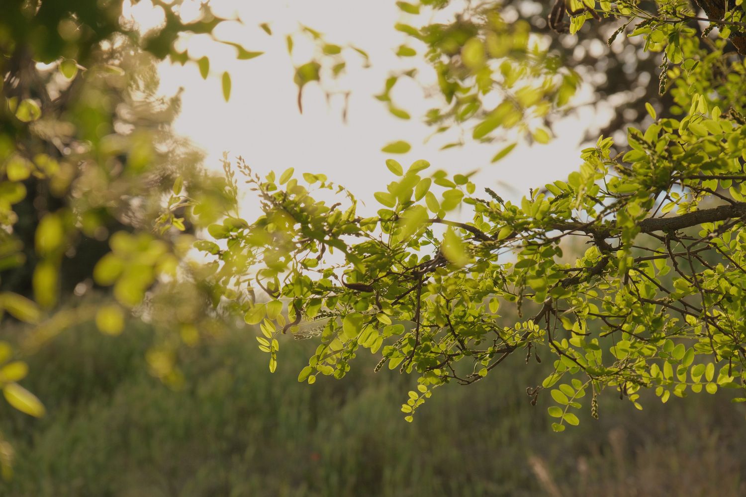 Naturaleza y luz